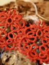 Boho lace earrings handmade in red cotton thread