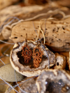 Bronzeknot Path Tatted Lace Earrings - Detail Close-Up Smalol lace earrings in warm bronze thread with spirals