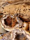 Bronzeknot Path Tatted Lace Earrings in Bronze Thread Hand-tatted bronze earrings with antique-look hooks