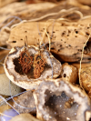 Bronzeknot Path - Artisan Earrings Detail of tatted knotwork in warm coppery thread